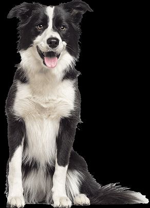 dog image